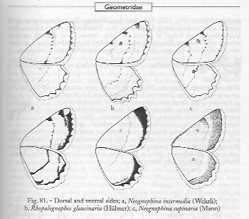 Charissa cfr. glaucinaria